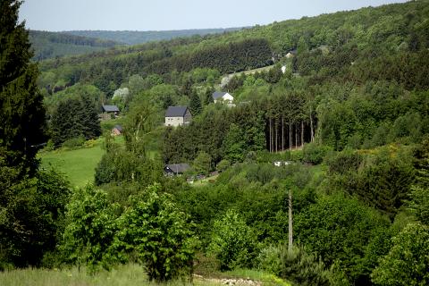 Forêt vue du dessus Forêt vue du dessus