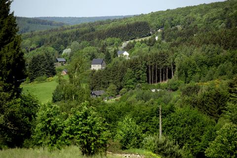 Forêt vue du dessus