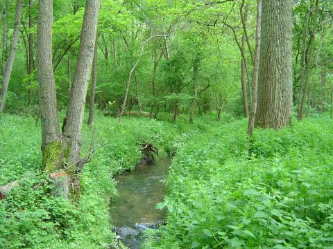 Petite foret et biodiversite