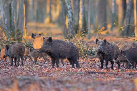 Sangliers (c) Nicolas Larent - Fotolia