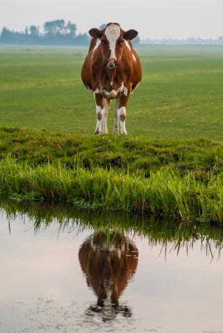 Vache devant ruisseau