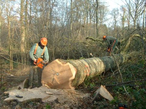 Production-forestiere-FP Production-forestiere_FP