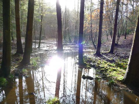 Arbres dans l'eau - photo: (c) M-A François