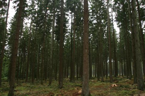 Foret-resineux Foret-resineux