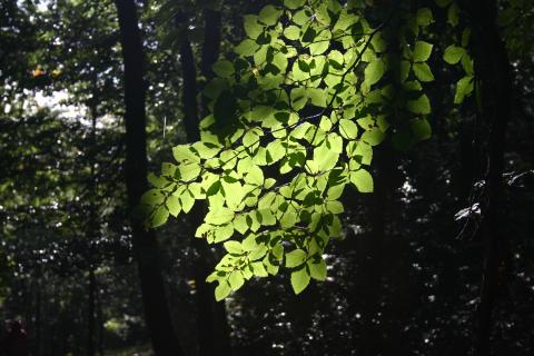 Forêt