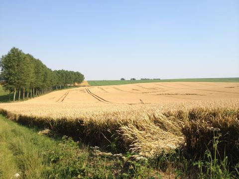 Champ de céréales