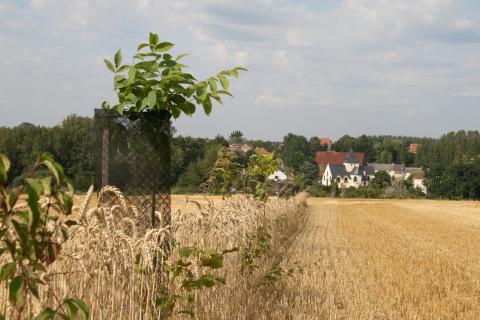 Agroforesterie à Haut-Ittre