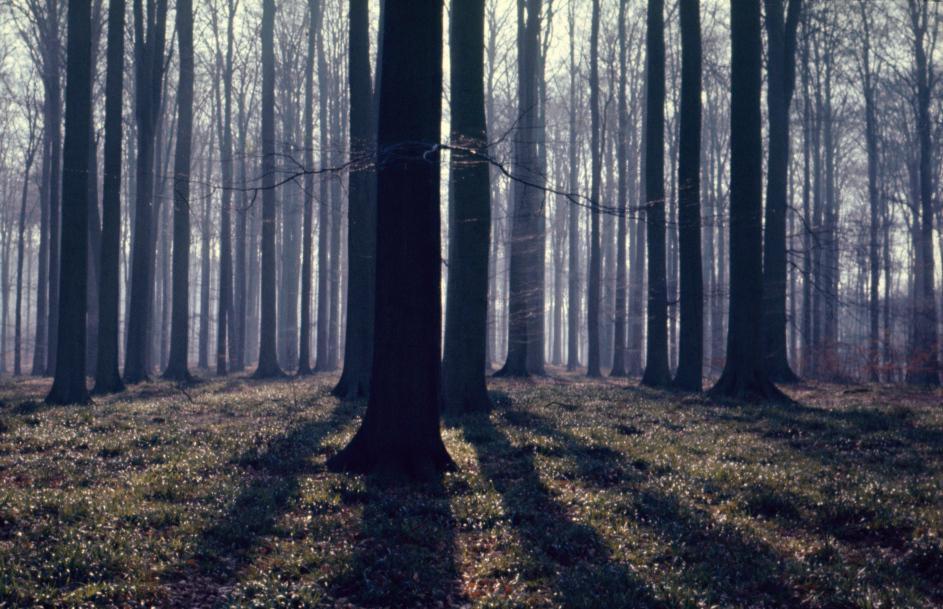 Forêt de Soignes