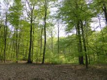 Forêt 1 Forêt 1