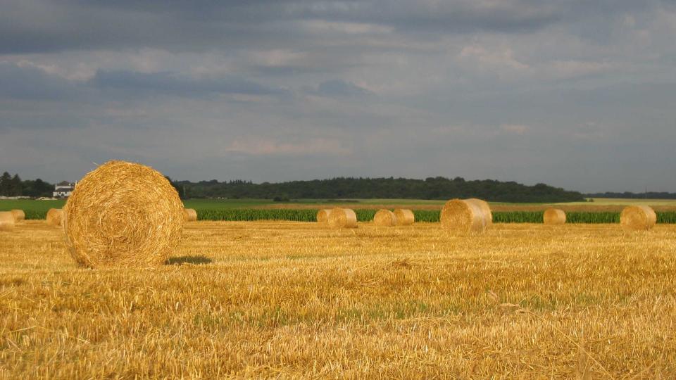 Ballots ronds par G de Munck