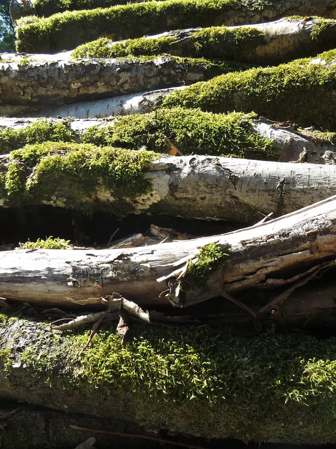 Grumes de bois certifié empilées en forêt wallonne