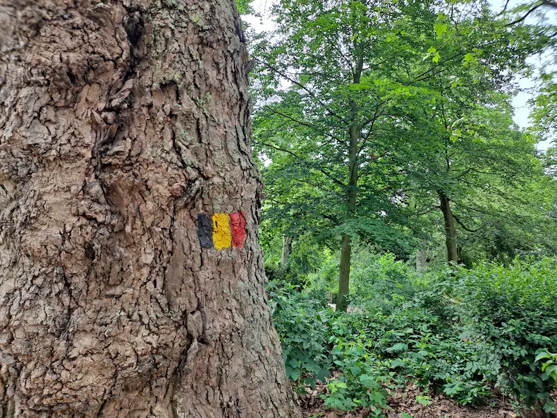 Tronc d'arbre marqué de peinture de gestion forestière en forêt wallonne