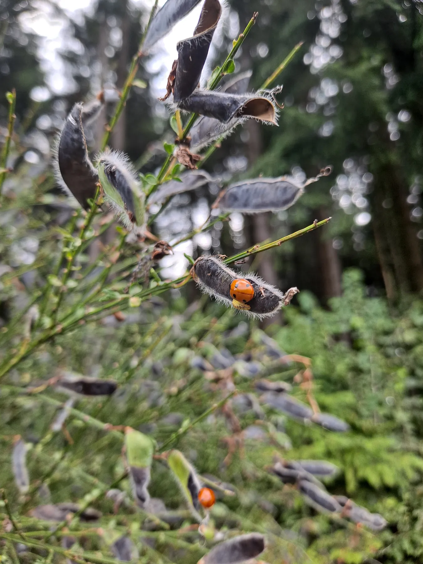 Coccinelle sur un genêt en lisière de forêt en Wallonie