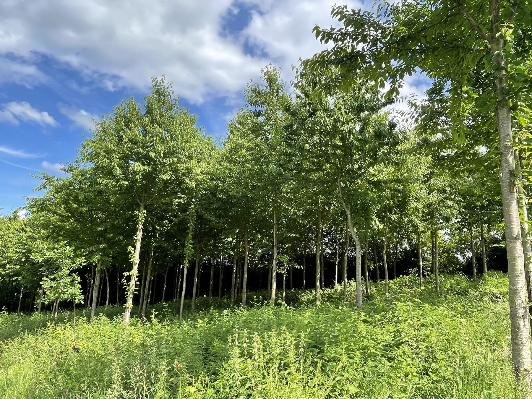 Jeune peuplement forestier privé en Wallonie