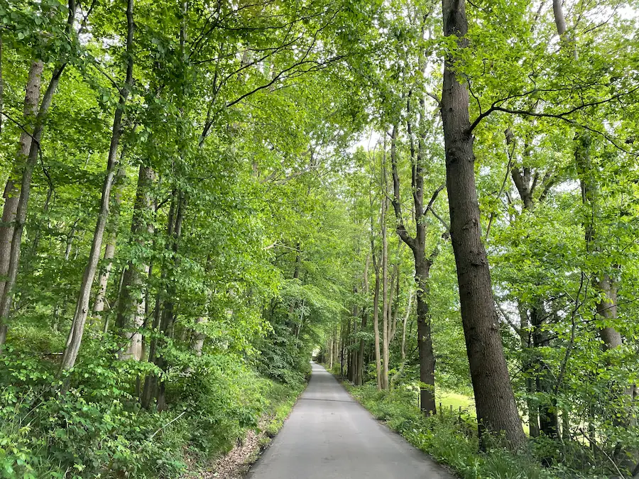 Chemin forestier bordé d'arbres en Wallonie