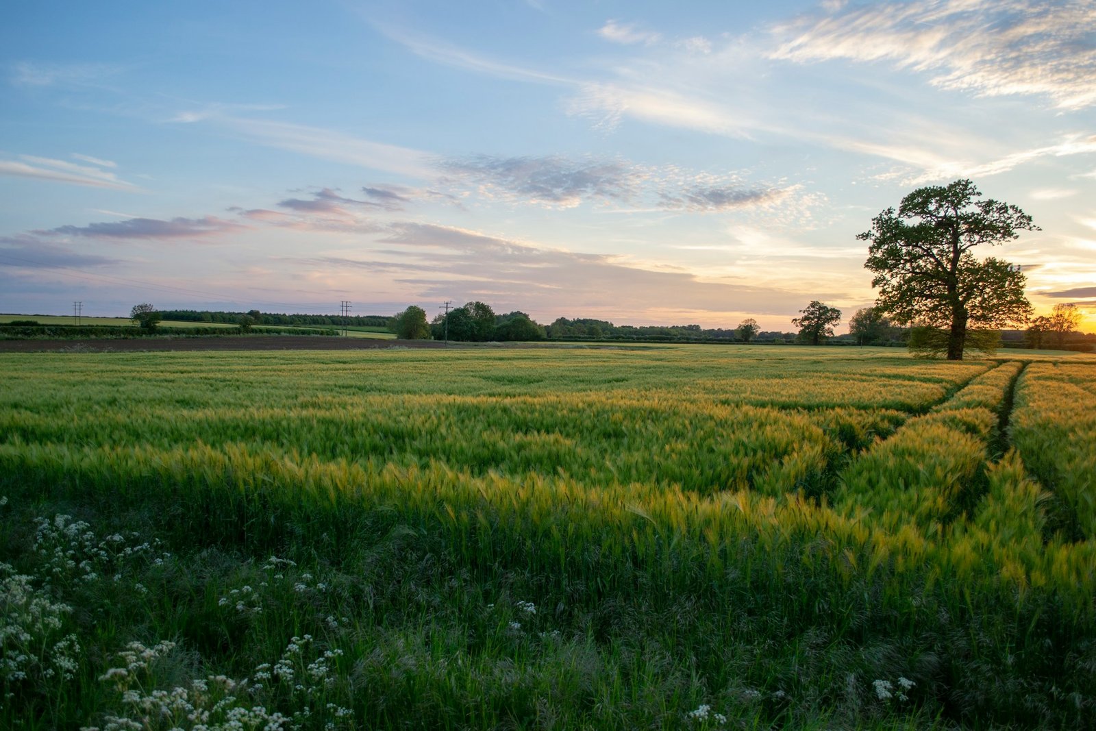 Paysage rural wallon — forêt et terres agricoles