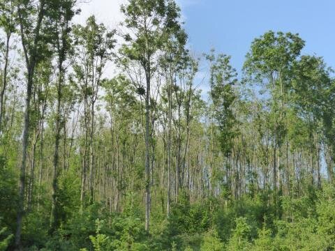 Décret sanitaire forestier : un texte plus équilibré grâce à un travail de fond constant