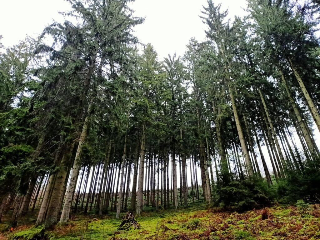 Décret sanitaire forestier wallon : la dérive vers un accès élargi aux propriétés privées