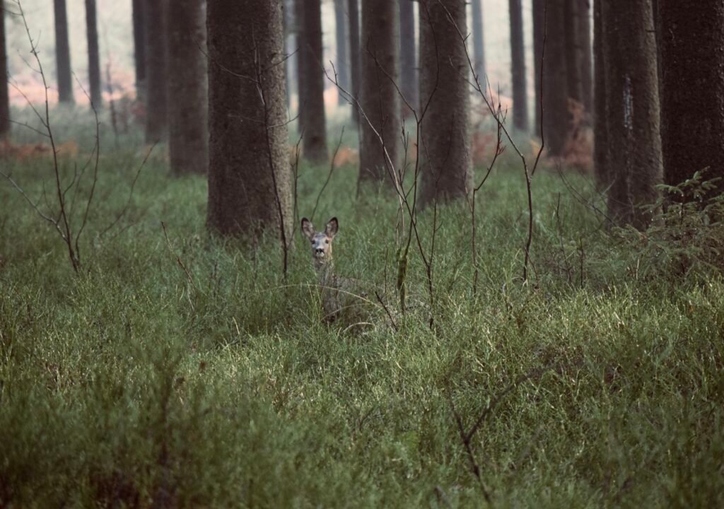 Chasse en forêt privée wallonne