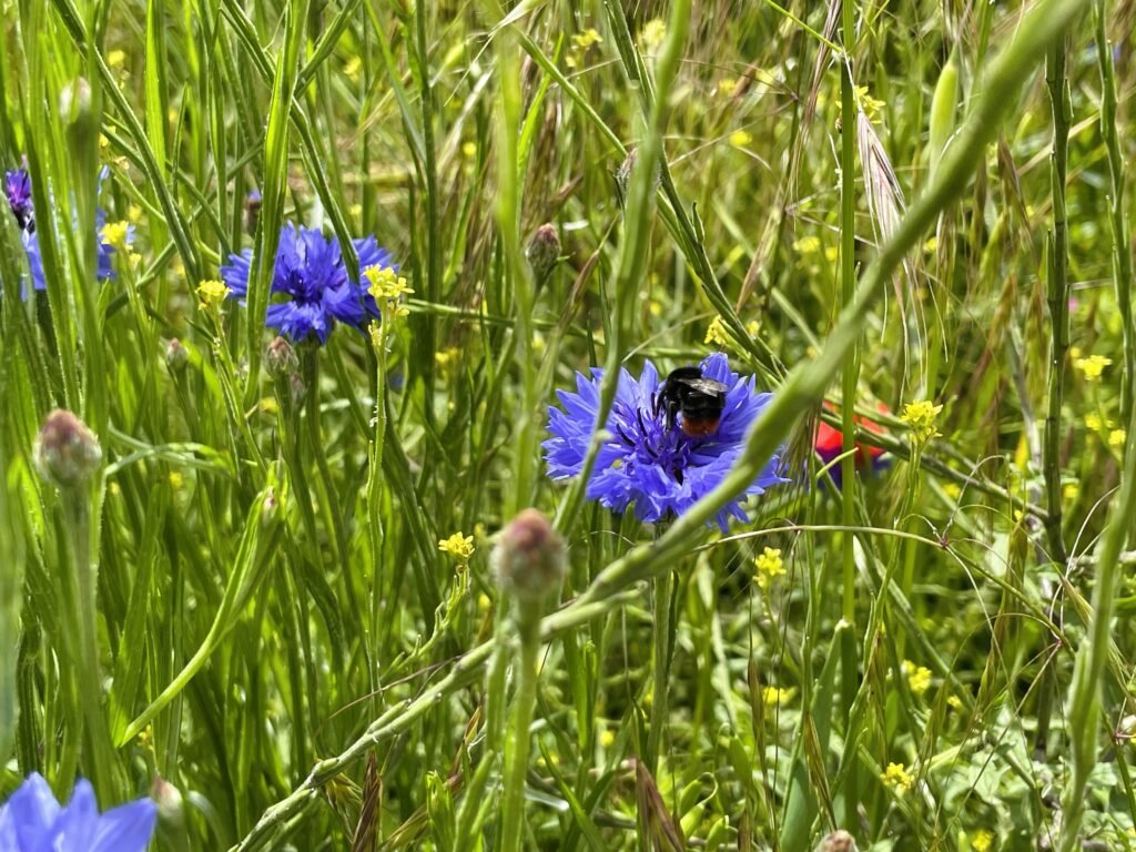 Une abeille sur une fleur