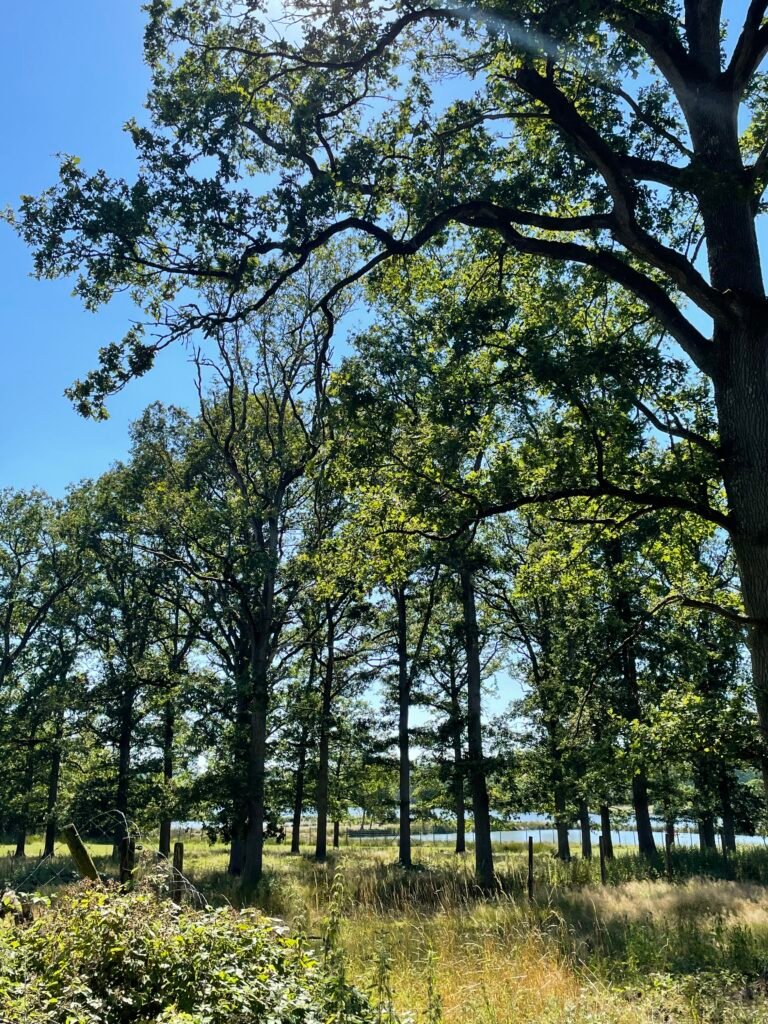 Arbres nouvelles essences 