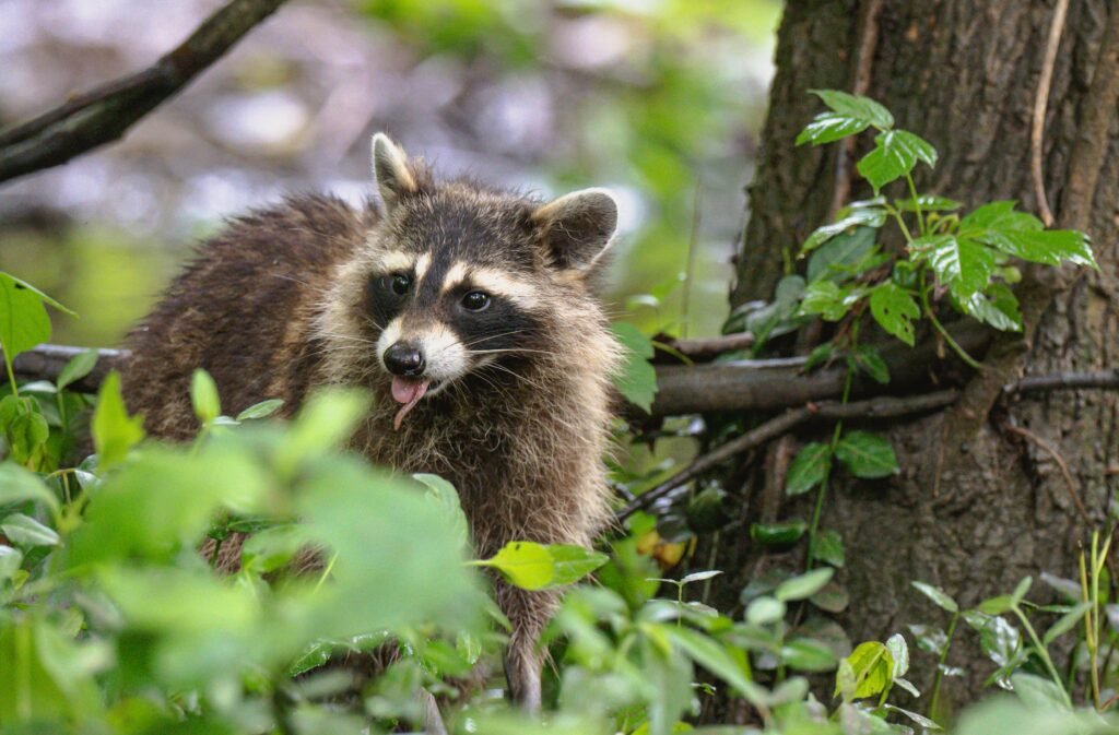 Un racoon